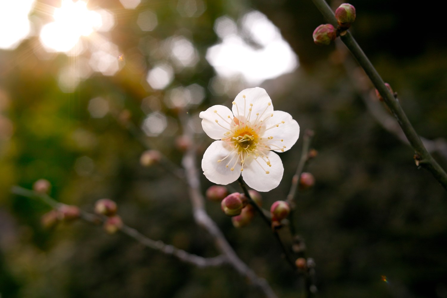takemaru-hirai-BrNafJQdiWE-unsplash